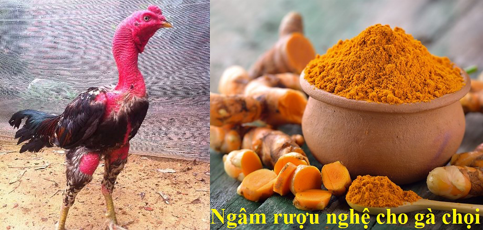 Vào nghệ cho gà chọi và hiệu quả khi vào nghệ là gì?