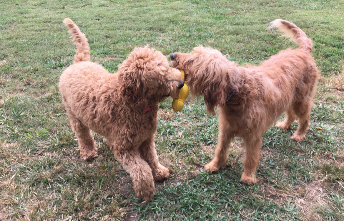 Virginia Beach Goldendoodles