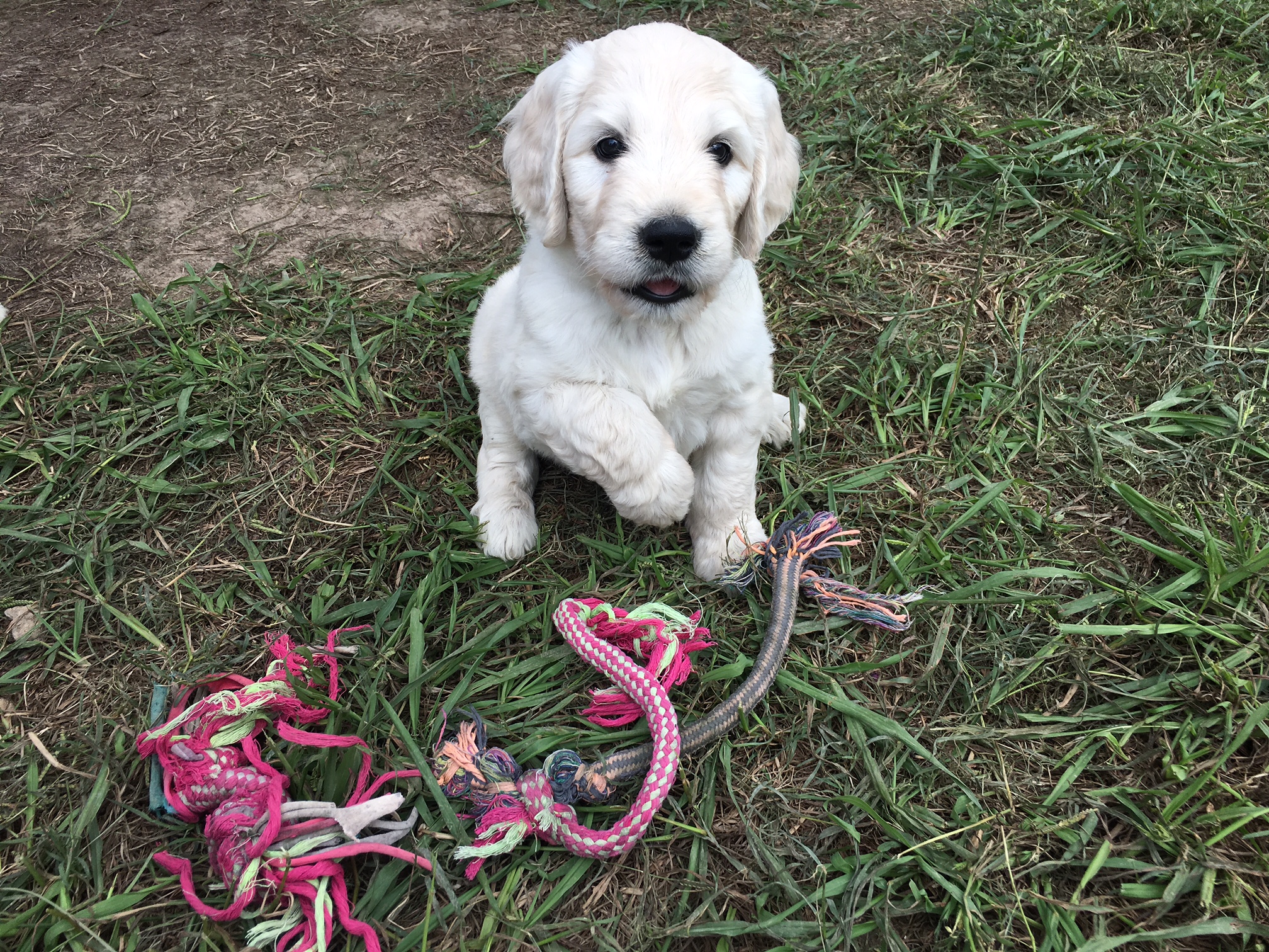 Virginia Beach Goldendoodles