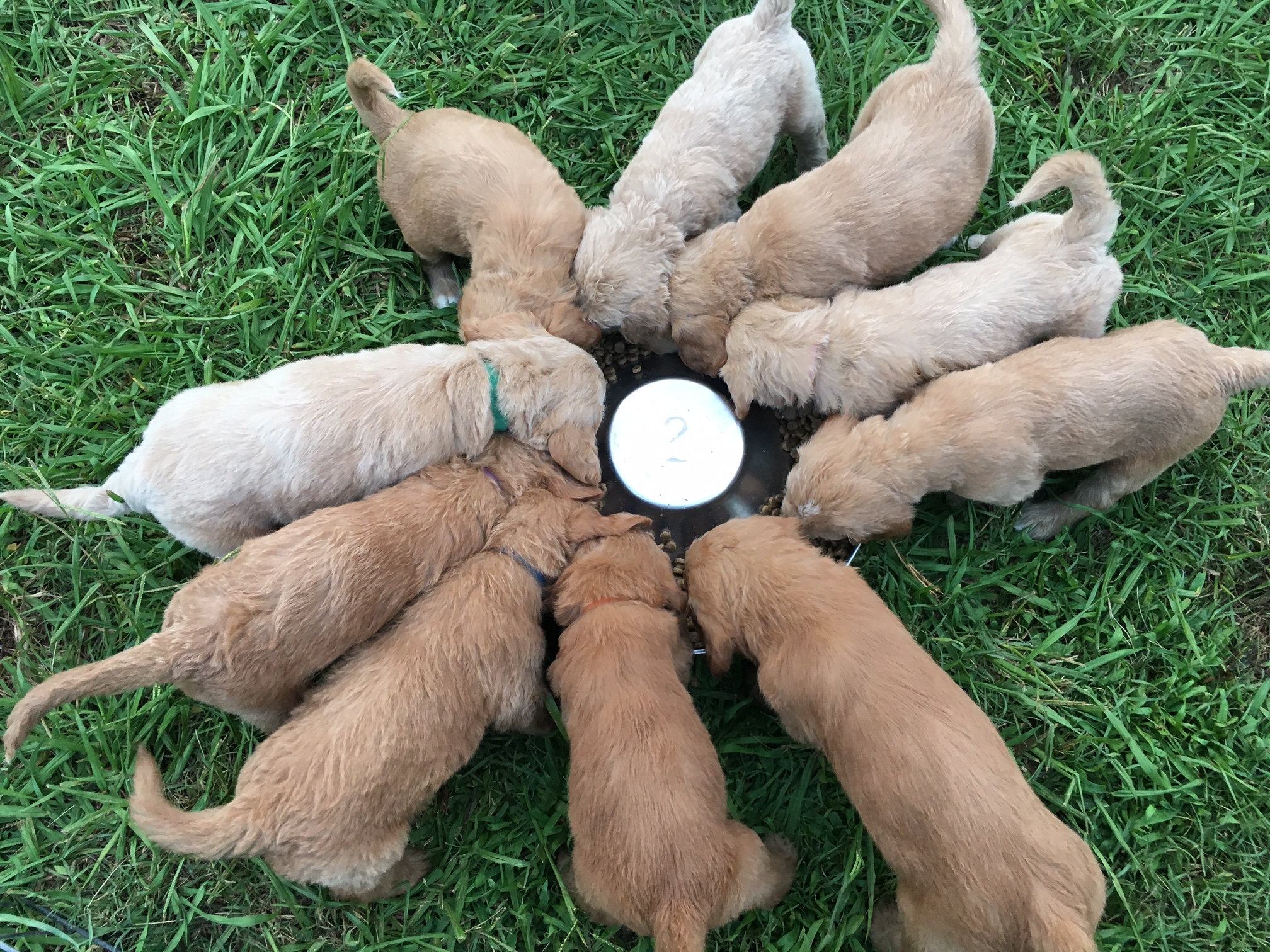 View Goldendoodle Puppies Virginia Beach Gallery