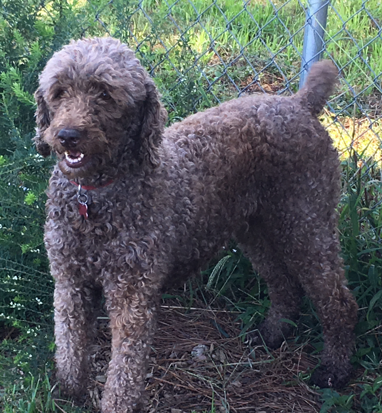 Virginia Beach Goldendoodles