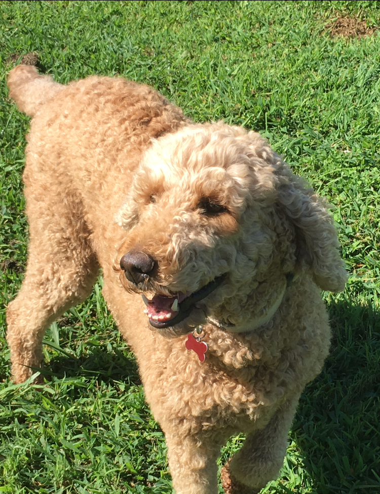 Virginia Beach Goldendoodles