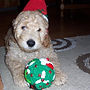 Virginia Beach Goldendoodles