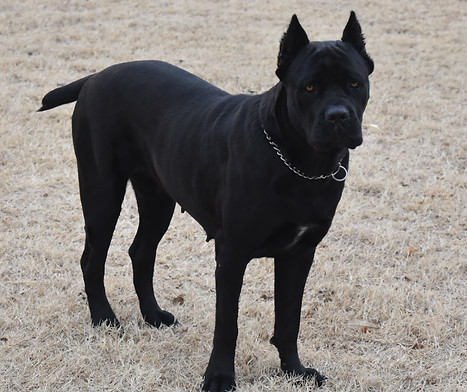 Black Female Cane Corso