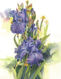 Passionate about Purple Iris