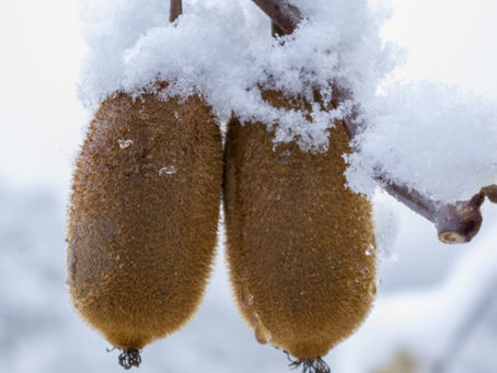 3 Reasons to Service Your Frost Protection