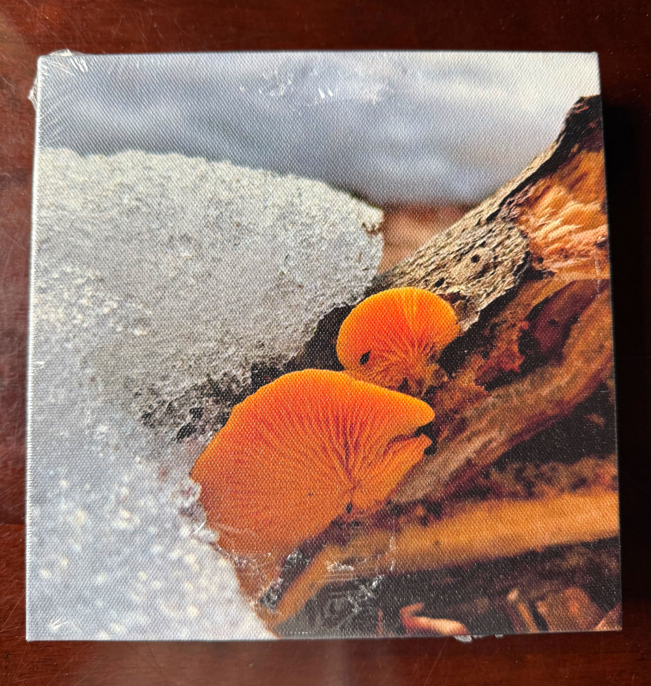 8X8 Canvas Print- Winter Mushrooms