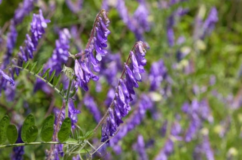 Hairy Vetch
