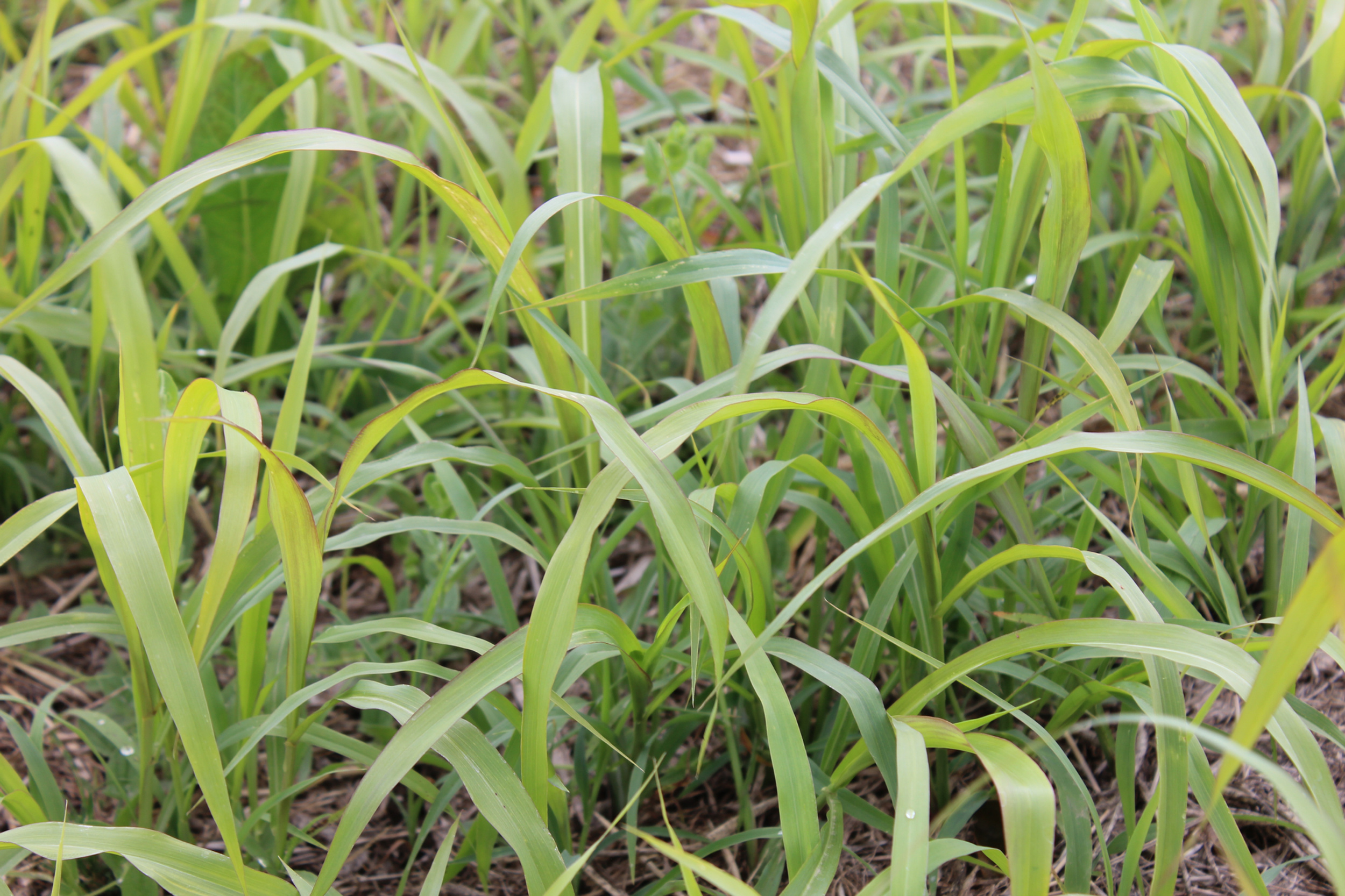 Piper Sudangrass