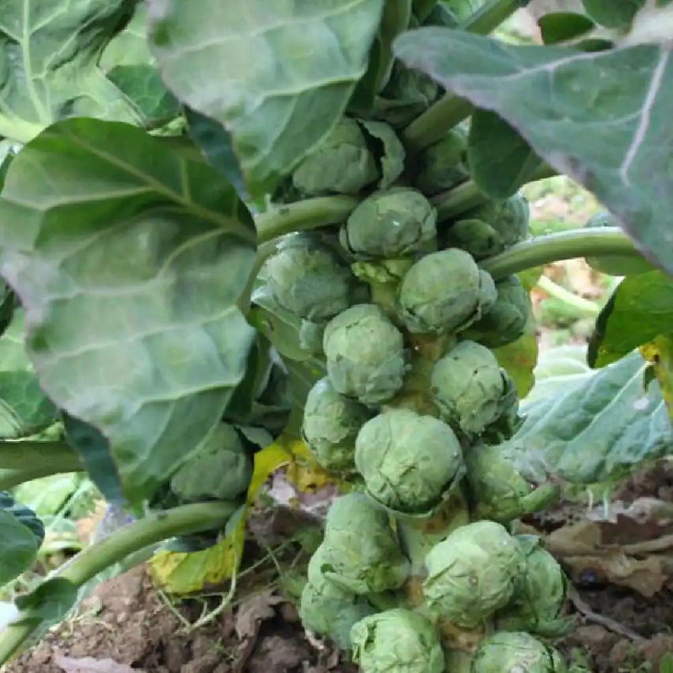 Choux de Bruxelles