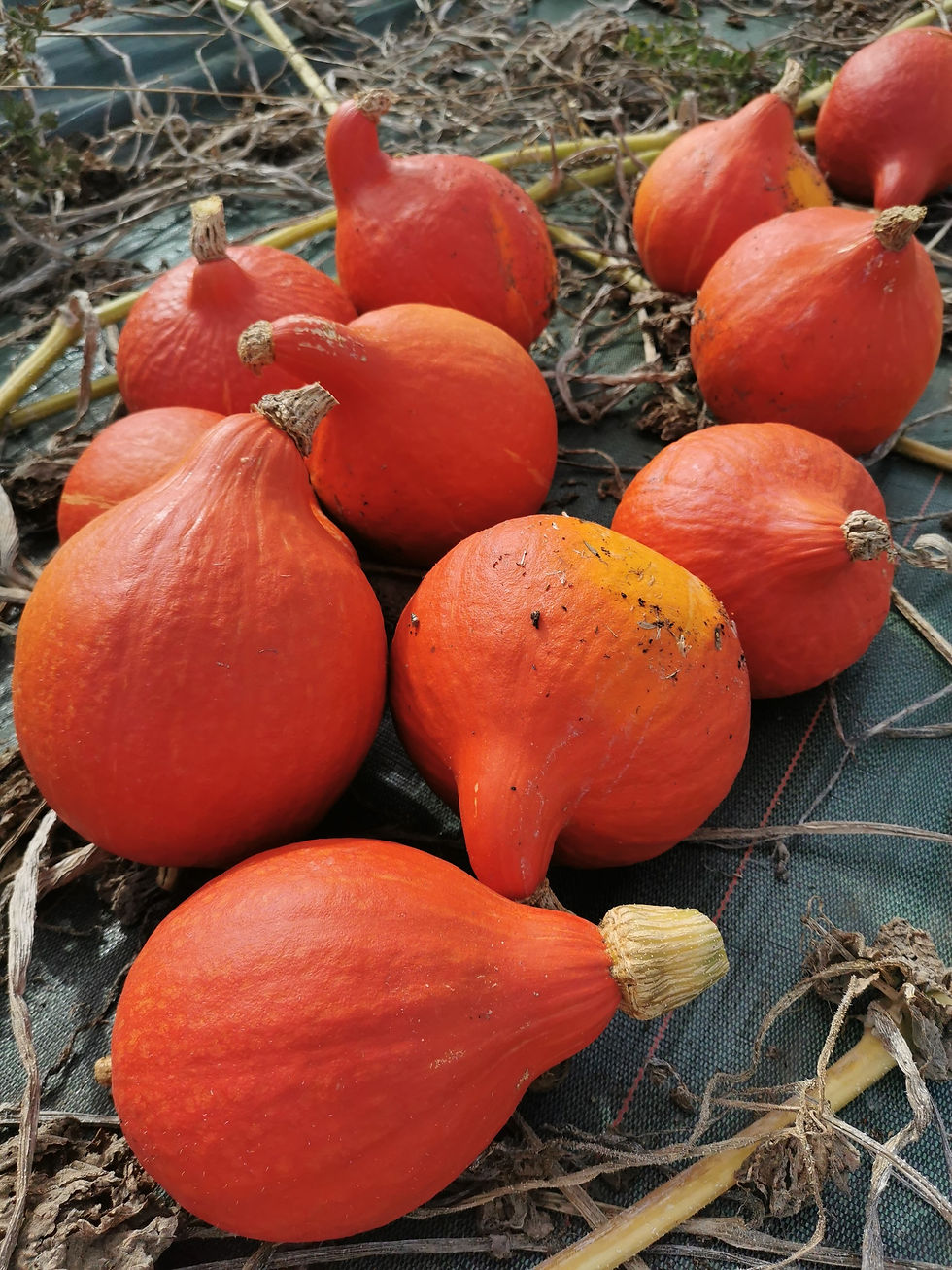 Potimarron