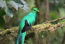 Pharomachrus_mocinno_Monteverde_05.jpg