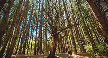 Bosque-magico-de-Prusia-Sensorial-Sunsets-1.png