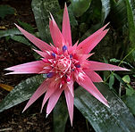 Aechmea-fasciata.jpg