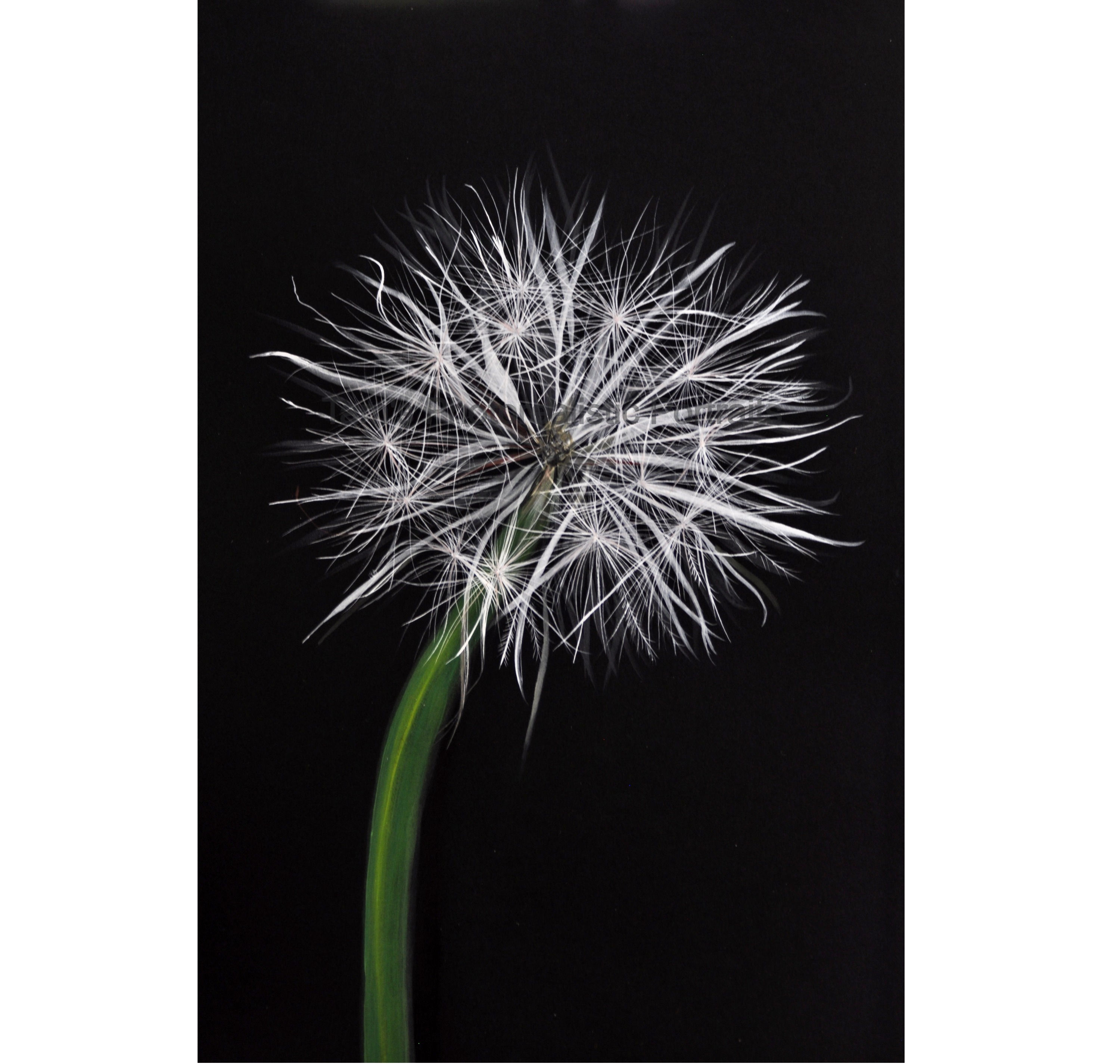 Dandelion