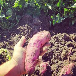 Ferme maraichère urbaine et bio - Cueillette - Montargis