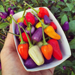 Ferme maraichère urbaine et bio - Cueillette - Montargis