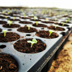 Ferme maraichère urbaine et bio - Cueillette - Montargis