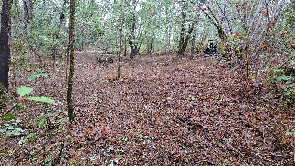 Mulched hillside .jpg