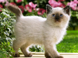 fondos-de-pantalla-de-gatitos