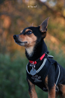 18 février 2020 - Filou