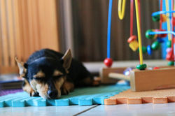 26 Juillet 2019 - Filou