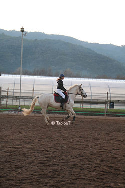 7 décembre 2019 - Clémentine et Cali