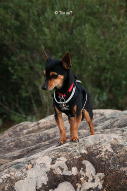 18 février 2020 - Filou