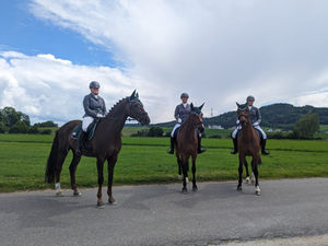 Mannschaftsdressur Aadorf
