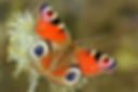 140922-nabu-tagpfauenauge.jpeg