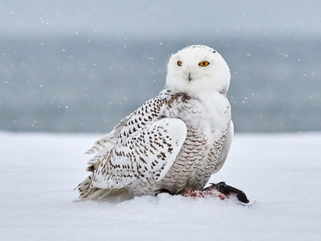 Manifesting a Snowy Owl