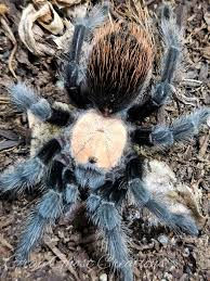 Thumbnail: Brachypelma albiceps - Mexican Golden Red Rump