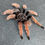 Thumbnail: Brachypelma klaasi - Mexican Pink