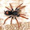Thumbnail: Kochiana brunnipes - Dwarf Pink Leg