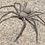 Thumbnail: Sicarius Hahni - Six-Eyed Sand Spider