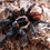 Thumbnail: Brachypelma Sabulosum - Guatemalan Red Rump