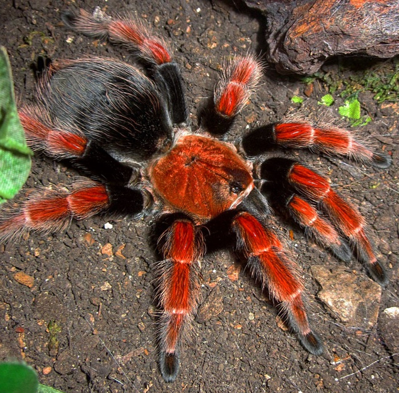 Brachypelma boehmei - Mexican Fire Leg