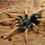 Thumbnail: Kochiana brunnipes - Dwarf Pink Leg