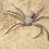 Thumbnail: Sicarius Hahni - Six-Eyed Sand Spider