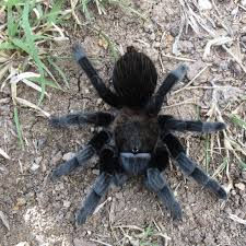 Thumbnail: Tliltocatl schroederi - Mexican Black Velvet