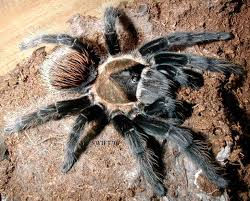 Tliltocatl Verdezi - Mexican Rose Grey Tarantula
