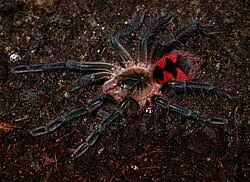 Thumbnail: Pamphobeteus nigricolor - Giant Blue Bloom / Colombian Giant Tarantula