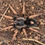 Thumbnail: Kochiana brunnipes - Dwarf Pink Leg