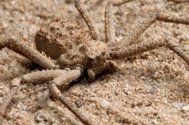 Sicarius Hahni - Six-Eyed Sand Spider