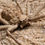 Thumbnail: Sicarius Hahni - Six-Eyed Sand Spider