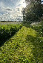 Summer Trail by road side pollinator field .JPEG