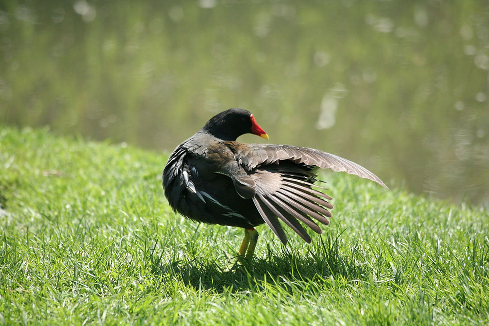 Eurasian Common Moorhen