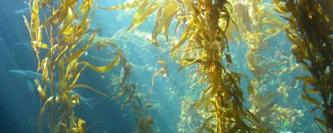 brown-seaweed-extract.png