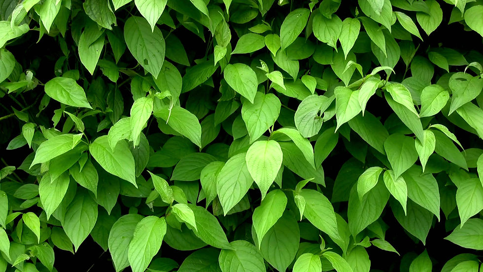 New moving Greenery design.mp4