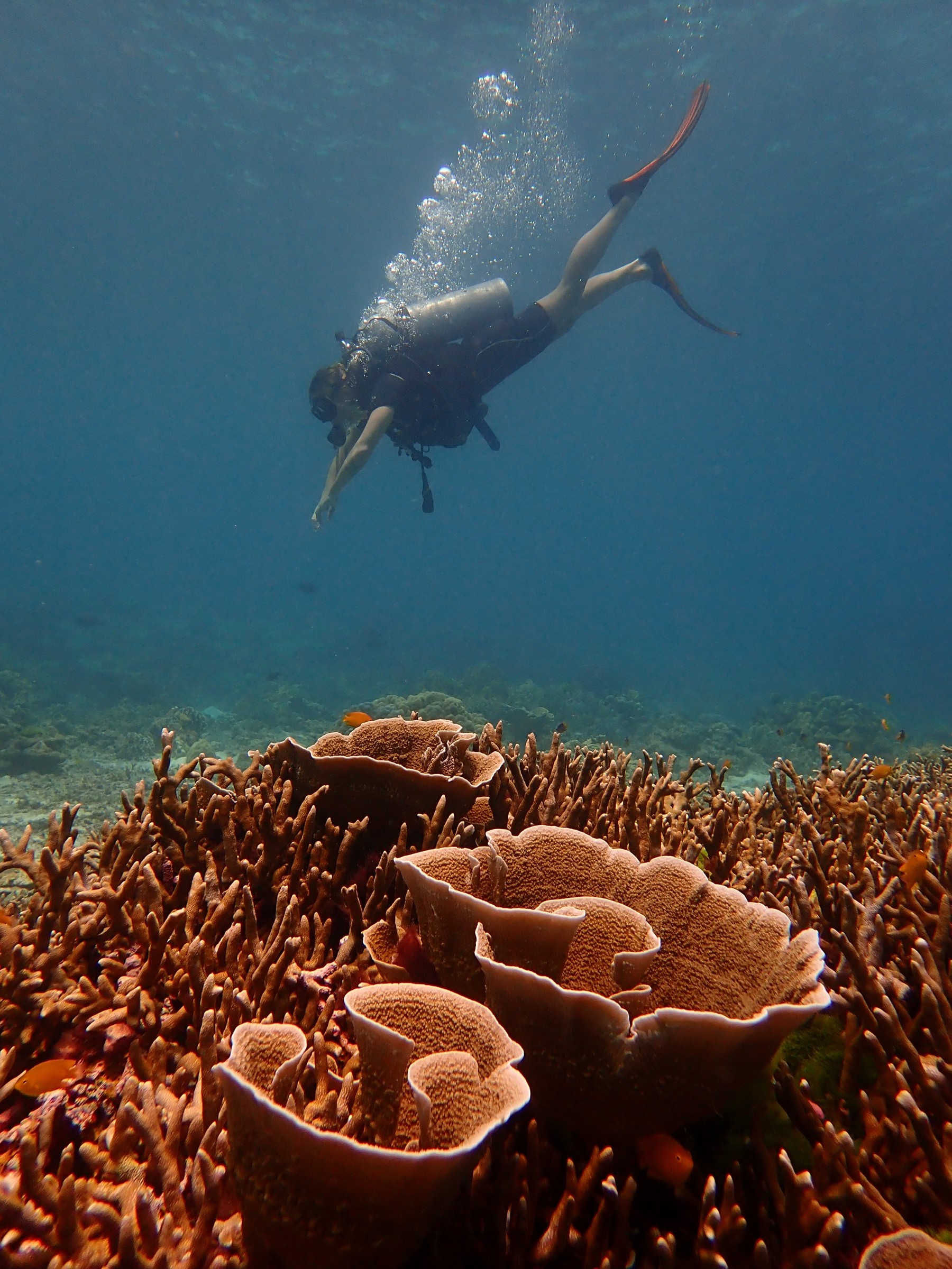 Diver gliding over table corals in clear blue water
